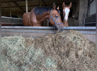 Belgisches Warmblut, Stute, 14 Jahre, 164 cm, Brauner