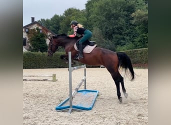 Belgisches Warmblut, Stute, 14 Jahre, 164 cm, Dunkelbrauner