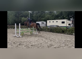 Belgisches Warmblut, Stute, 14 Jahre, 165 cm, Brauner