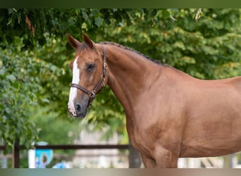 Belgisches Warmblut, Stute, 14 Jahre, 168 cm