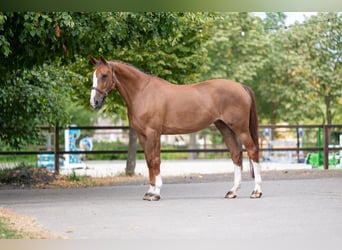 Belgisches Warmblut, Stute, 14 Jahre, 168 cm