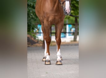 Belgisches Warmblut, Stute, 14 Jahre, 168 cm