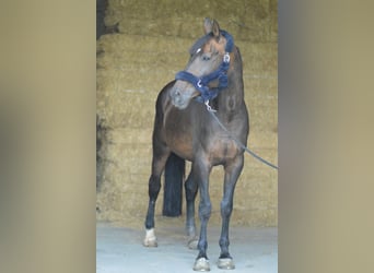 Belgisches Warmblut, Stute, 14 Jahre, 170 cm, Brauner