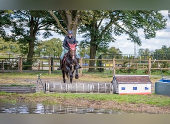 Belgisches Warmblut, Stute, 14 Jahre, 170 cm, Brauner