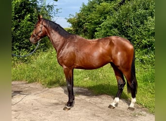 Belgisches Warmblut, Stute, 14 Jahre, 172 cm, Dunkelbrauner