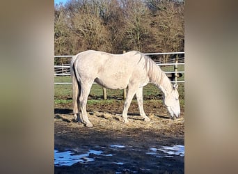 Belgisches Warmblut, Stute, 14 Jahre, 173 cm, Schimmel