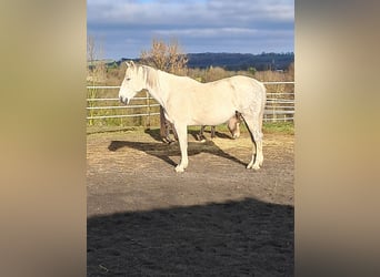 Belgisches Warmblut, Stute, 14 Jahre, 173 cm, Schimmel