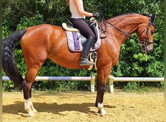 Belgisches Warmblut, Stute, 14 Jahre, 175 cm, Brauner