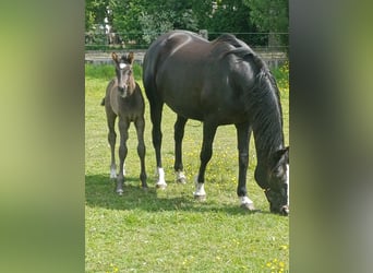 Belgisches Warmblut, Stute, 15 Jahre, 166 cm, Rappe