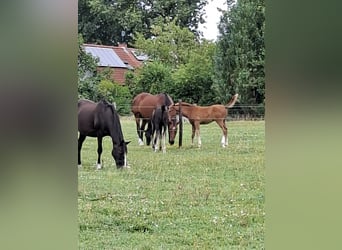 Belgisches Warmblut, Stute, 15 Jahre, 166 cm, Rappe