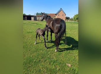 Belgisches Warmblut, Stute, 15 Jahre, 166 cm, Rappe