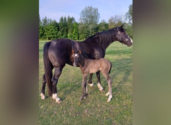 Belgisches Warmblut, Stute, 15 Jahre, 166 cm, Rappe