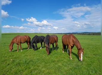 Belgisches Warmblut, Stute, 15 Jahre, 168 cm, Brauner