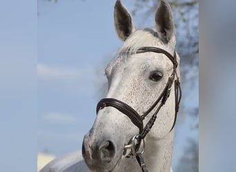 Belgisches Warmblut, Stute, 15 Jahre, 168 cm, Fliegenschimmel