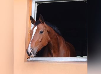 Belgisches Warmblut, Stute, 15 Jahre, 175 cm, Brauner