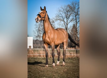 Belgisches Warmblut, Stute, 15 Jahre, 185 cm, Brauner