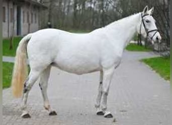 Belgisches Warmblut, Stute, 16 Jahre, 160 cm, Schimmel