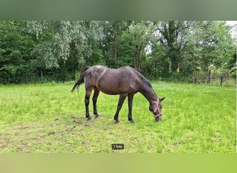 Belgisches Warmblut, Stute, 16 Jahre, 163 cm, Schwarzbrauner