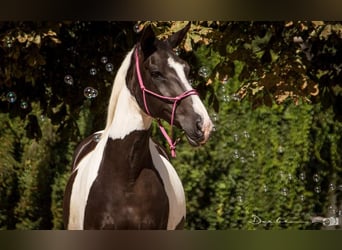 Belgisches Warmblut, Stute, 16 Jahre, 165 cm, Schecke