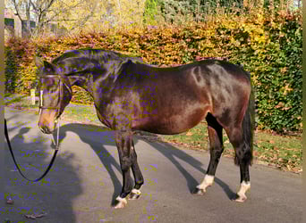 Belgisches Warmblut, Stute, 16 Jahre, 168 cm, Brauner
