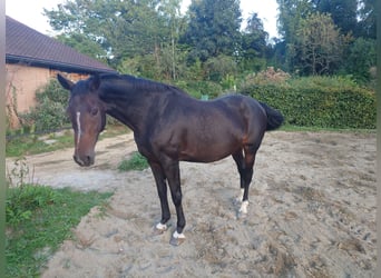 Belgisches Warmblut, Stute, 16 Jahre, 168 cm, Brauner