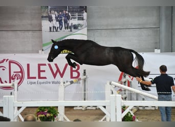 Belgisches Warmblut, Stute, 16 Jahre, 168 cm, Brauner
