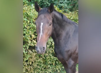 Belgisches Warmblut, Stute, 16 Jahre, 168 cm, Brauner