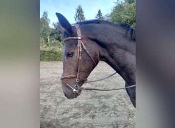 Belgisches Warmblut, Stute, 16 Jahre, 168 cm, Brauner