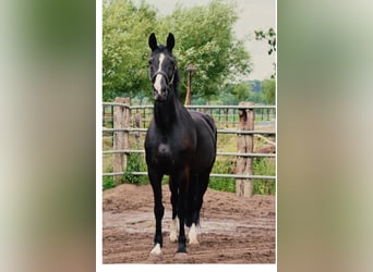 Belgisches Warmblut, Stute, 16 Jahre, 170 cm, Rappe