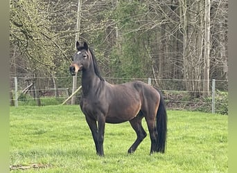 Belgisches Warmblut, Stute, 17 Jahre, 165 cm, Dunkelbrauner