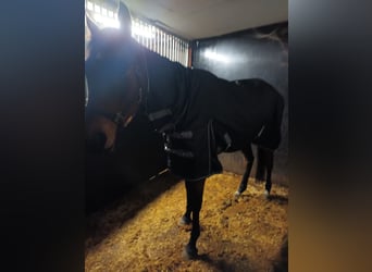Belgisches Warmblut, Stute, 17 Jahre, 170 cm, Rappe