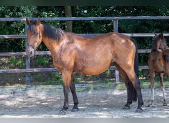 Belgisches Warmblut, Stute, 17 Jahre, 172 cm, Brauner