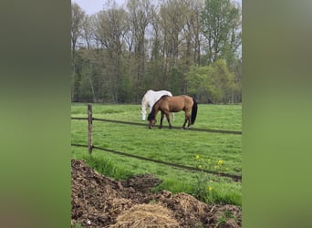 Belgisches Warmblut, Stute, 18 Jahre, 173 cm