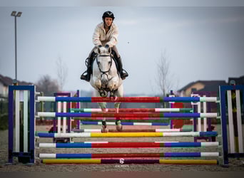 Belgisches Warmblut, Stute, 19 Jahre, 163 cm, Schimmel