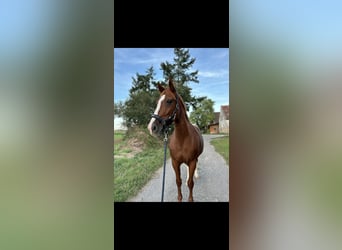 Belgisches Warmblut, Stute, 19 Jahre, 173 cm, Fuchs