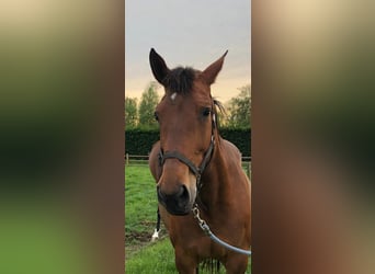 Belgisches Warmblut, Stute, 19 Jahre, Brauner