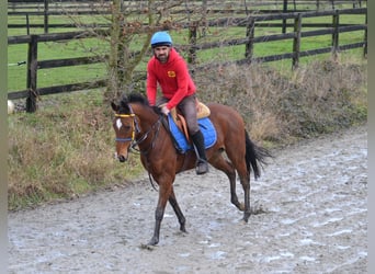 Belgisches Warmblut, Stute, 1 Jahr, 164 cm, Tobiano-alle-Farben