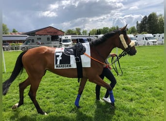 Belgisches Warmblut, Stute, 1 Jahr, 164 cm, Tobiano-alle-Farben