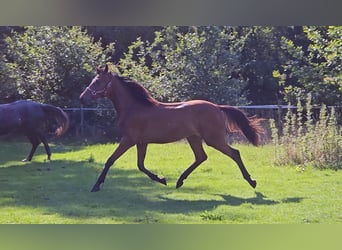Belgisches Warmblut, Stute, 1 Jahr, Brauner
