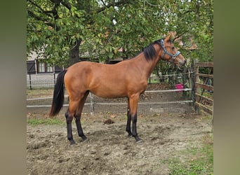 Belgisches Warmblut, Stute, 1 Jahr, Brauner