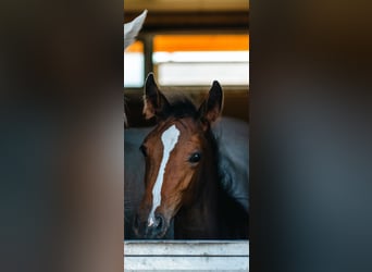 Belgisches Warmblut, Stute, 1 Jahr, Brauner