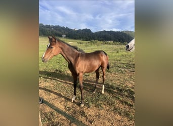 Belgisches Warmblut, Stute, 1 Jahr, Brauner