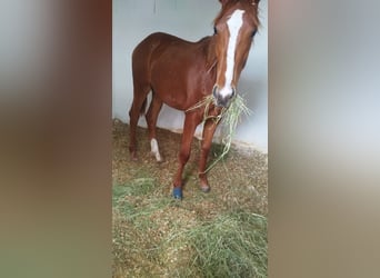 Belgisches Warmblut, Stute, 1 Jahr, Dunkelfuchs