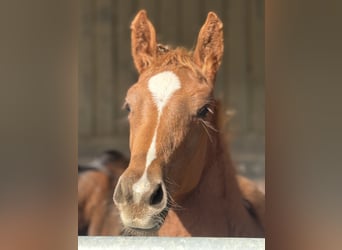 Belgisches Warmblut Mix, Stute, 1 Jahr, Fuchs