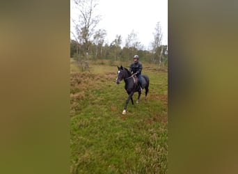 Belgisches Warmblut, Stute, 20 Jahre, 168 cm, Dunkelbrauner