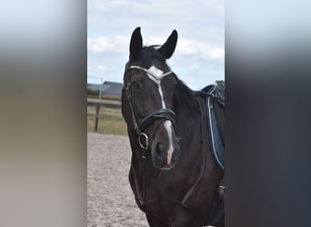 Belgisches Warmblut, Stute, 20 Jahre, 168 cm, Dunkelbrauner