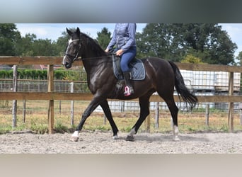 Belgisches Warmblut, Stute, 20 Jahre, 168 cm, Dunkelbrauner