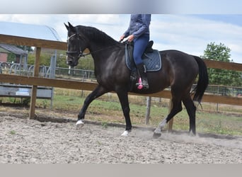 Belgisches Warmblut, Stute, 20 Jahre, 168 cm, Dunkelbrauner