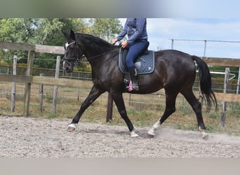 Belgisches Warmblut, Stute, 20 Jahre, 168 cm, Dunkelbrauner