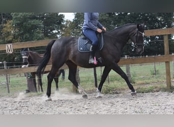 Belgisches Warmblut, Stute, 20 Jahre, 168 cm, Dunkelbrauner